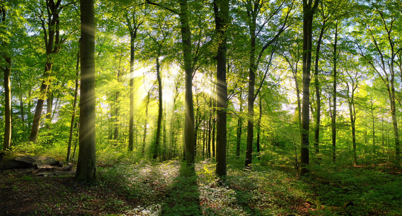 Sunlight through trees in a forest to illustrate sustainability